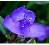 Spiderwort